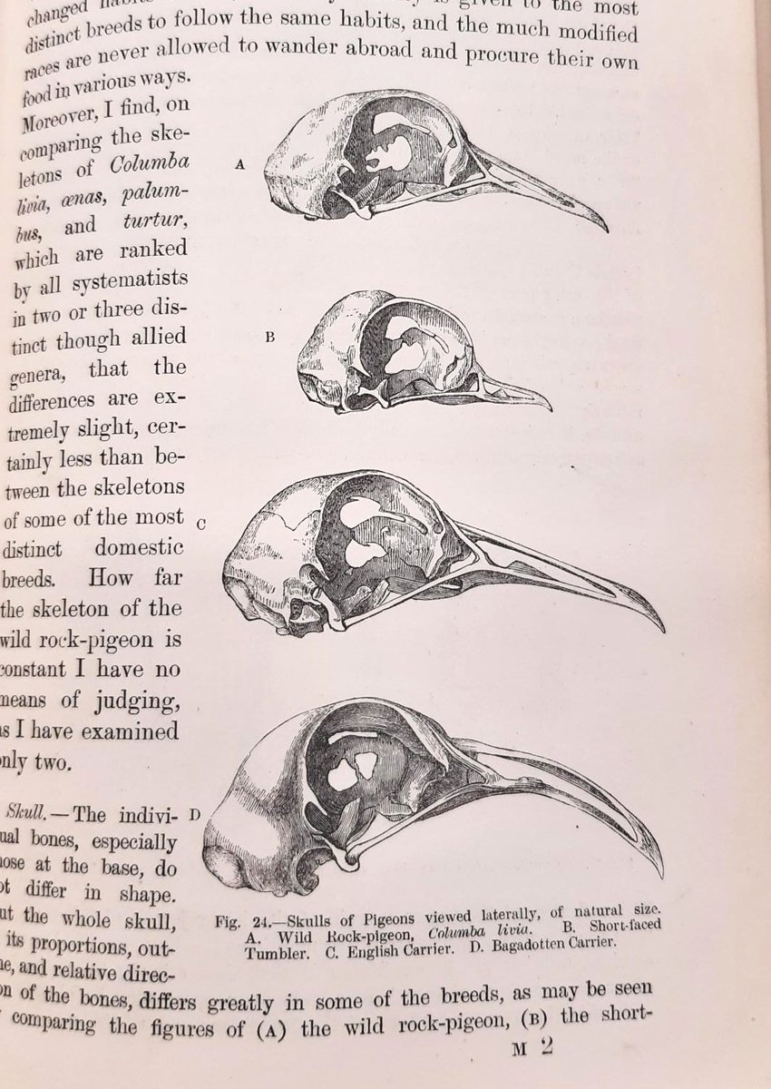GuildhallLib's tweet image. 🎂To mark Charles Darwin’s birthday we have been admiring some of his first editions here. #DarwinDay