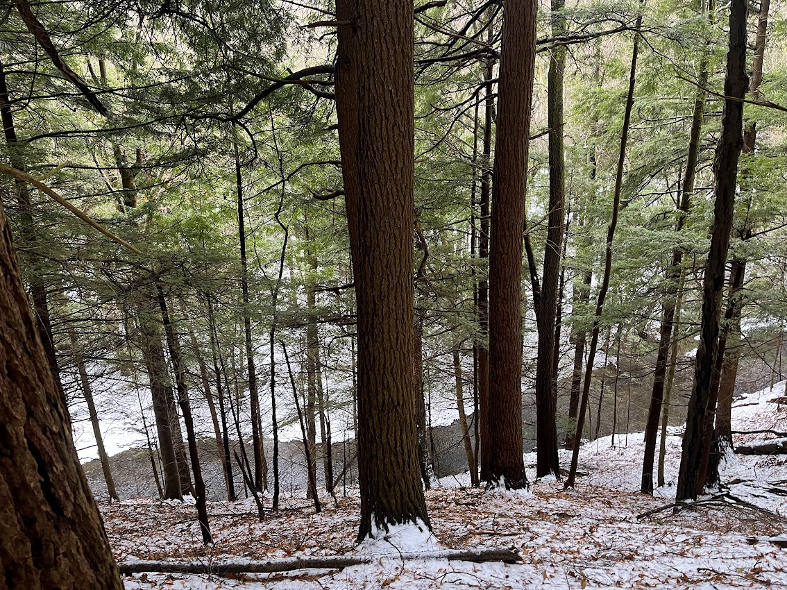 🌲 Our stewardship team is outside throughout the winter, performing various nature preserve management activities. Even on the coldest days, there is beauty to be found in long shadows, animal tracks, and stands of eastern hemlocks. 

🌎 fllt.org/map
📷 Blake Enos