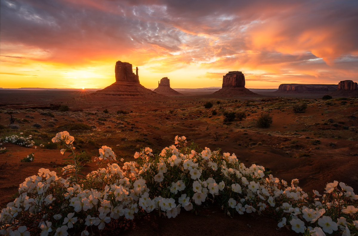 Gm!

Happy Wildflower Wednesday!