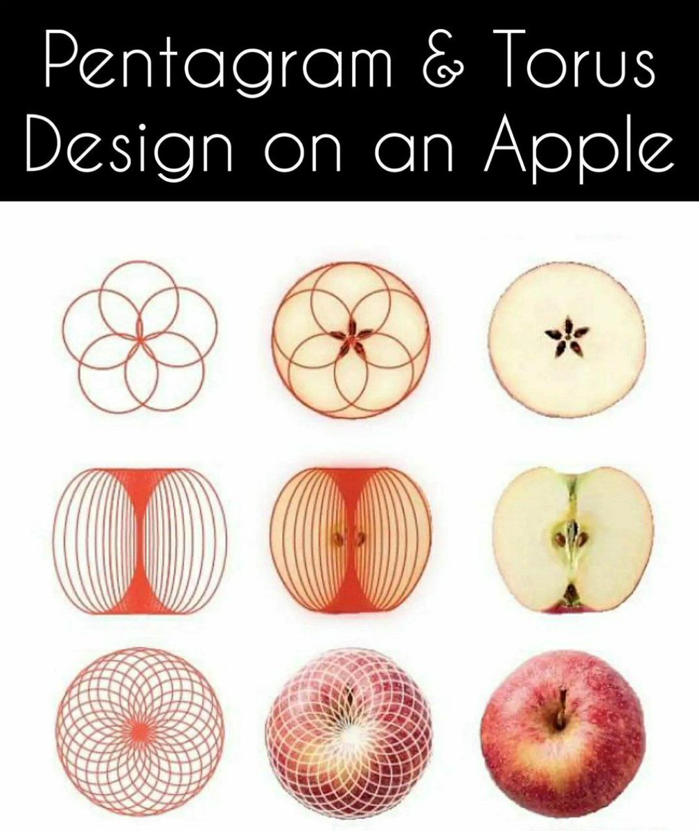 MAVERIC68078049's tweet photo. The geometry of an apple encodes the Pentagram and the Torus.
The Torus (the geometry of magnetic fields) is responsible for the morphology/topology in nature and determines the shapes and dynamics of the natural world, thus, atoms, molecules, minerals, organisms, plants, flowers, fruits, vegetables, animals, and humans.
The Golden Ratio (Phi) and Fibonacci Sequence are governing the laws of physics and all shapes in reality because we live in an Electromagnetic Universe ruled by natural laws of proportions.
The apple encodes both the Torus, its Cardioid and the Pentagram, which encodes the Golden Ratio in itself.