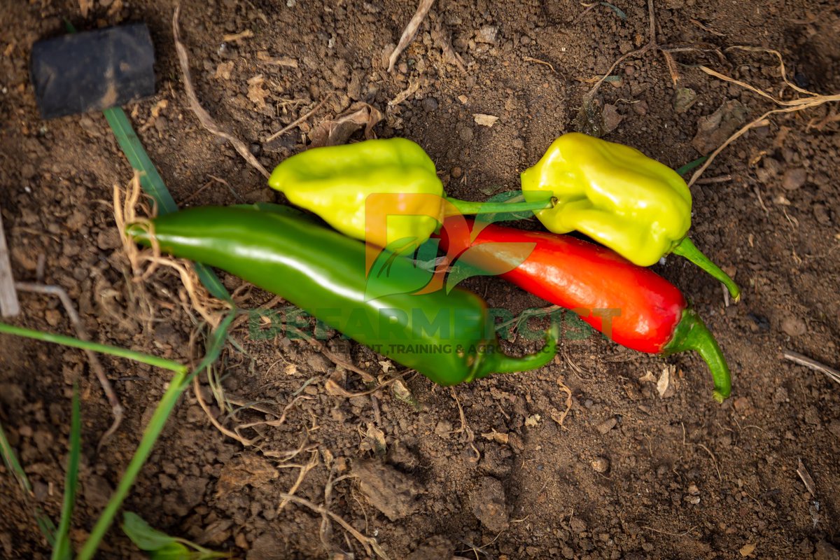 Defarmercist tweet media