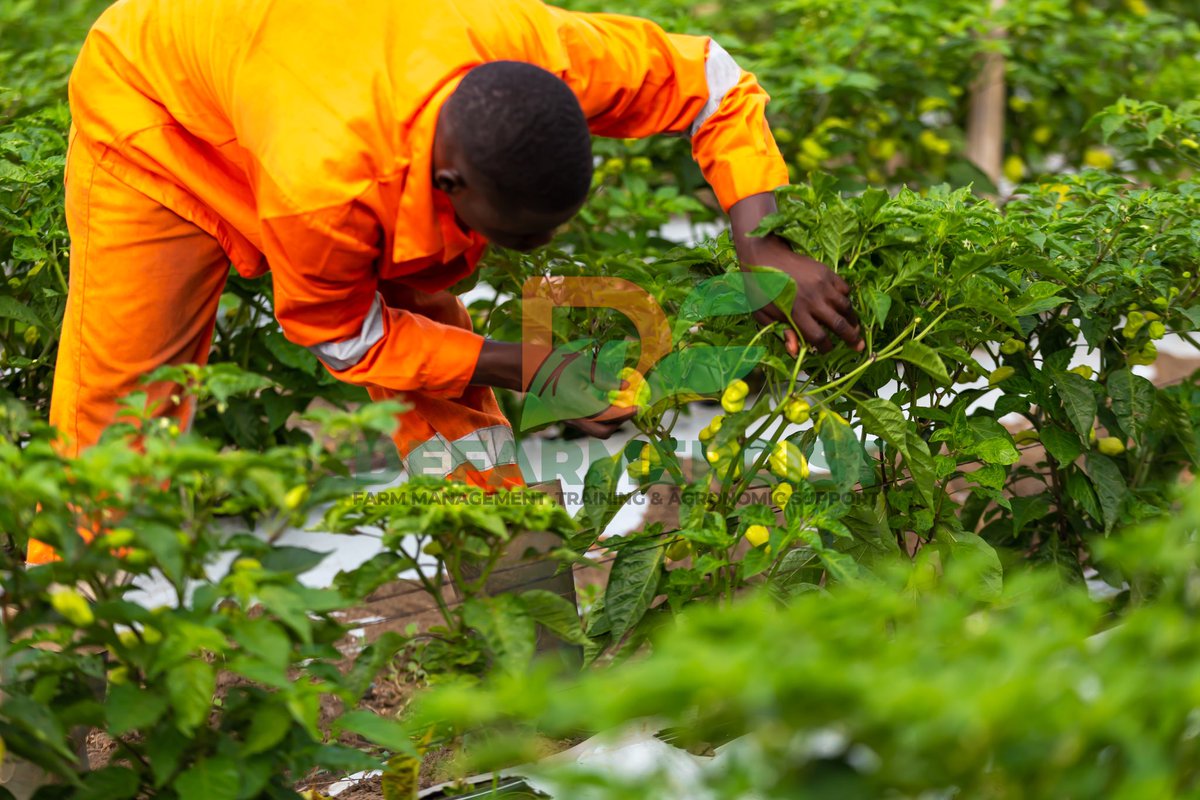 Defarmercist tweet media