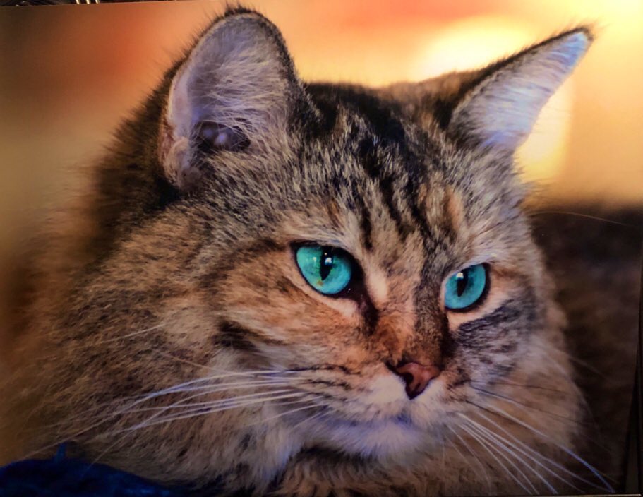 Caliente’s Mama tweet media