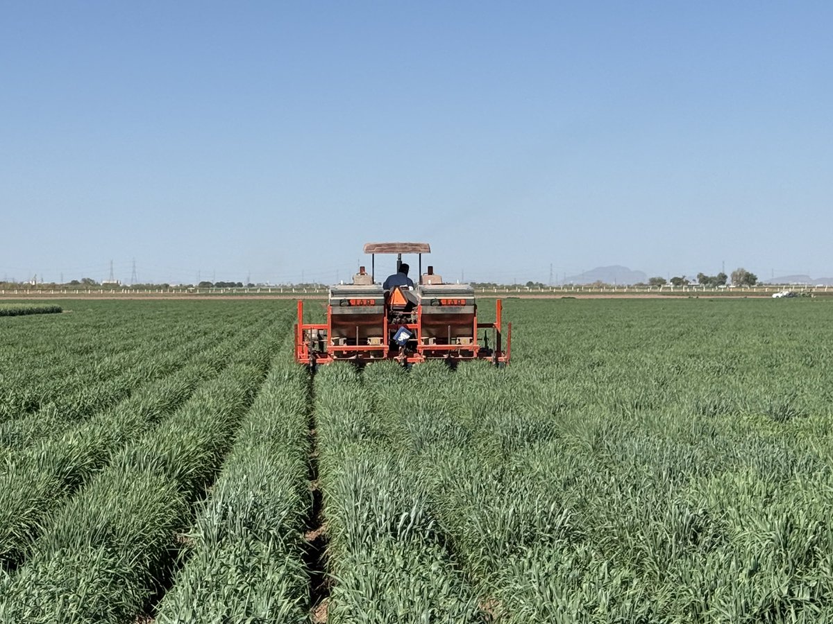 WheatVelu's tweet photo. The bread wheat breeding trials looking good @CIMMYT Obregon for the another record breaking year to identify competitive #wheat lines with high yield potential, climate resilience and better nutritional quality traits https://t.co/x5TGiNZCMn