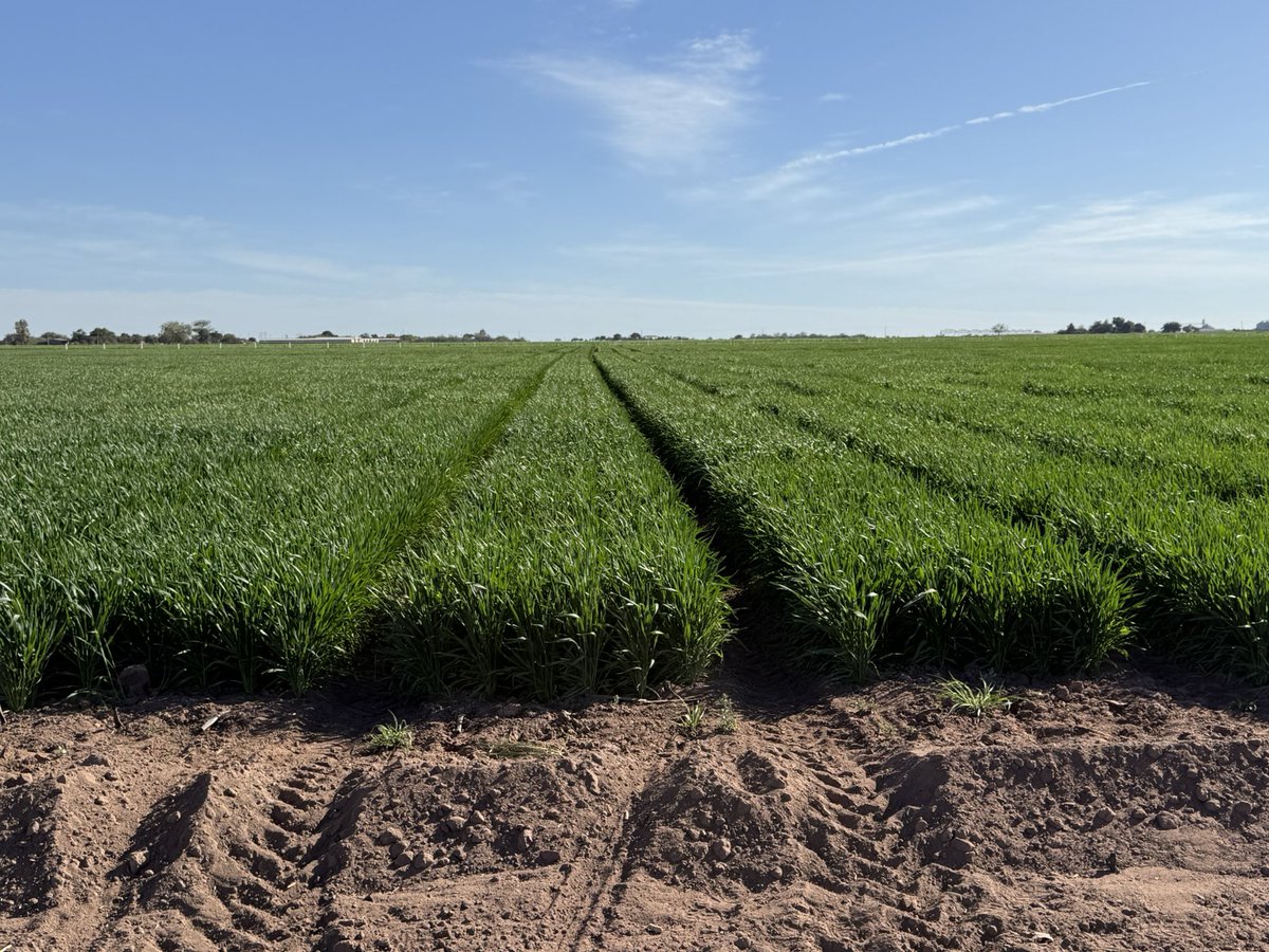 WheatVelu's tweet photo. The bread wheat breeding trials looking good @CIMMYT Obregon for the another record breaking year to identify competitive #wheat lines with high yield potential, climate resilience and better nutritional quality traits https://t.co/x5TGiNZCMn