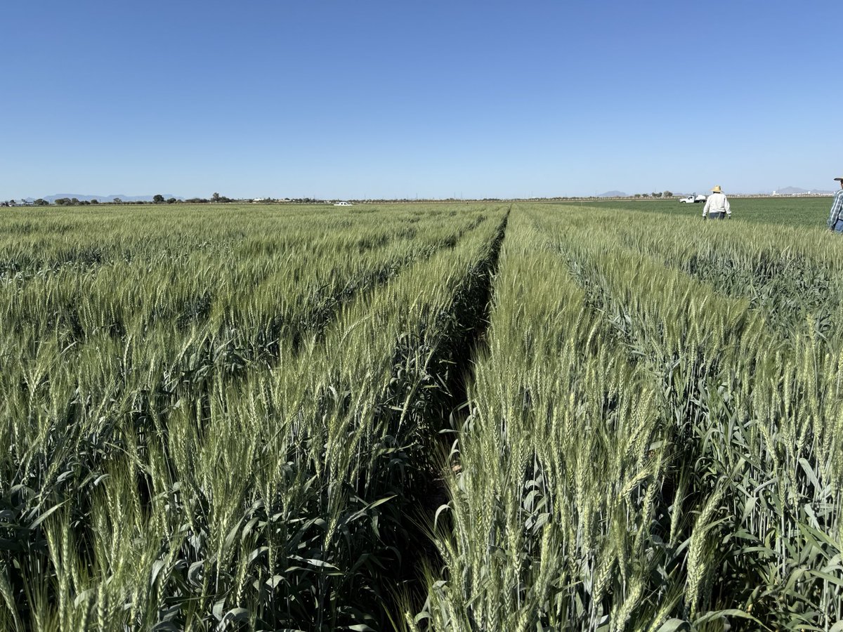 WheatVelu's tweet photo. The bread wheat breeding trials looking good @CIMMYT Obregon for the another record breaking year to identify competitive #wheat lines with high yield potential, climate resilience and better nutritional quality traits https://t.co/x5TGiNZCMn