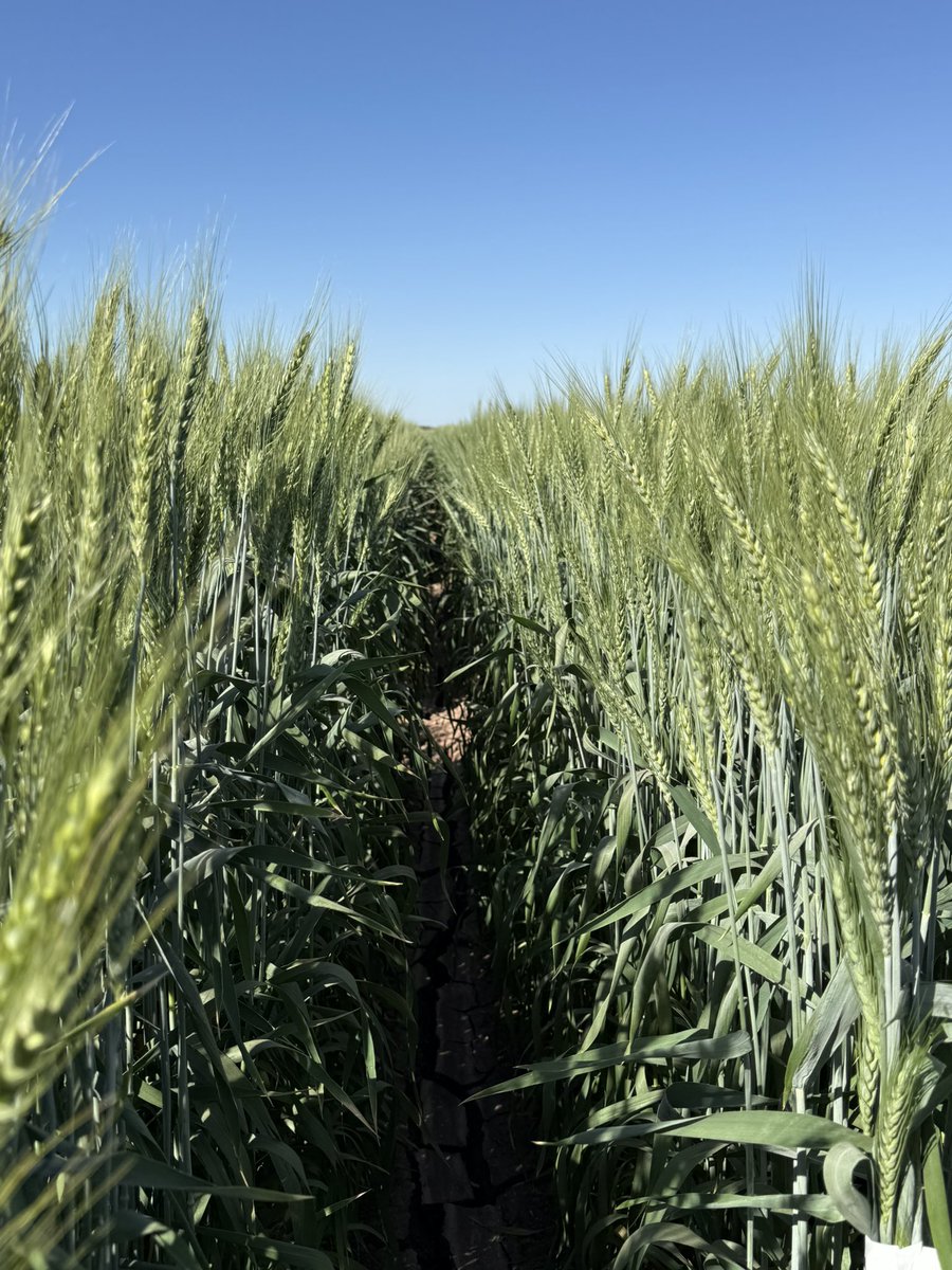 WheatVelu's tweet photo. The bread wheat breeding trials looking good @CIMMYT Obregon for the another record breaking year to identify competitive #wheat lines with high yield potential, climate resilience and better nutritional quality traits https://t.co/x5TGiNZCMn
