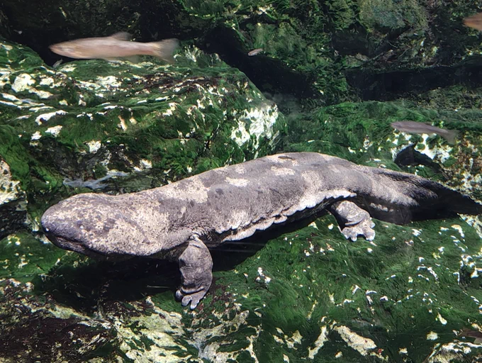 京都水族館に行ってきましたいろんな種類のクラゲとオオサンショウウオが魅力的スタッフとお客さんの距離が近くてフレンドリーな雰囲気がいいですね 