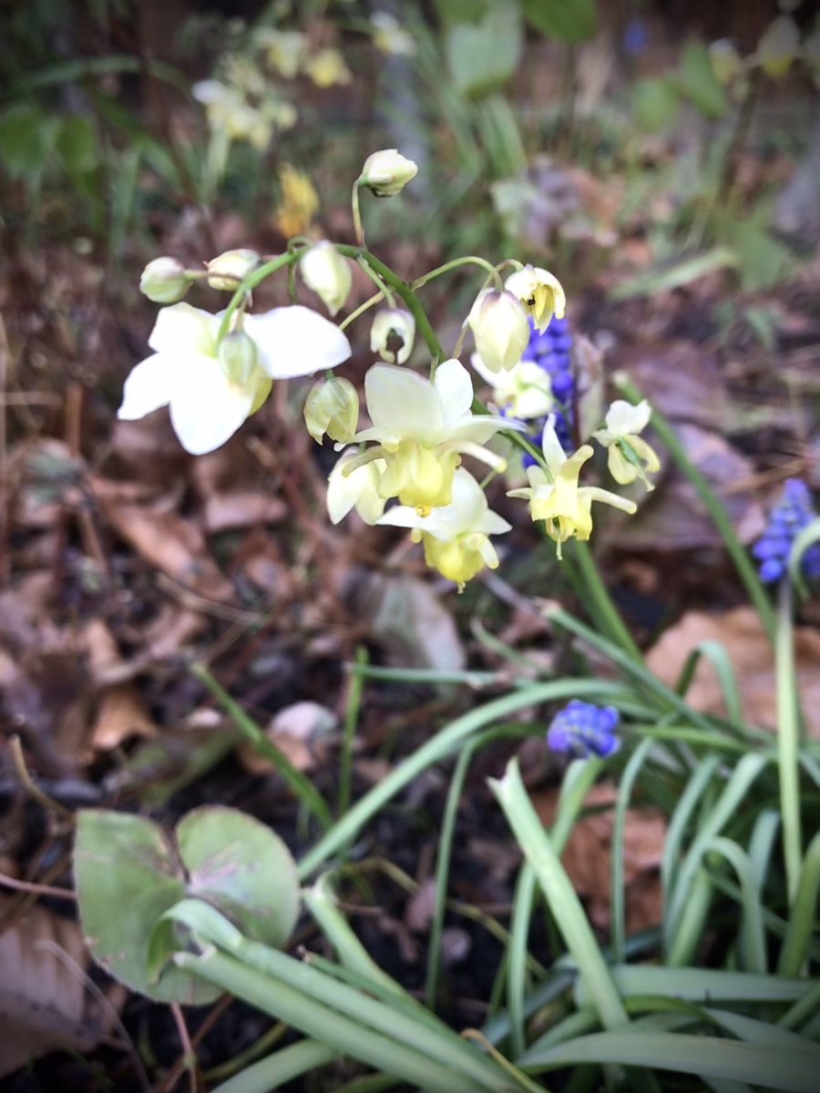 PygmyCreative's tweet image. Whilst the heart-shaped leaves of Epimedium are lovely, if you don’t cut them back now they’ll obscure the even lovelier flowers which appear soon