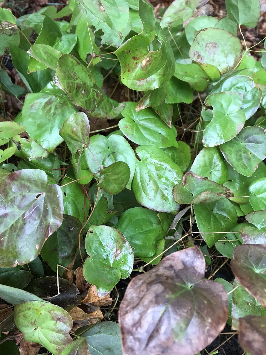 PygmyCreative's tweet image. Whilst the heart-shaped leaves of Epimedium are lovely, if you don’t cut them back now they’ll obscure the even lovelier flowers which appear soon