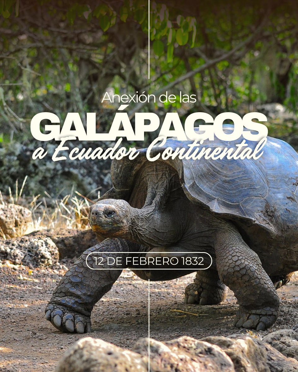 🐢¿Cuál es tu lugar favorito de Galápagos? ✨Hoy nuestras hermosas islas celebran 193 años de anexión a Ecuador continental🇪🇨. Aquí te contamos algunas razones por las cuáles este paraíso está lleno de historia y encanto. ➡ n9.cl/nc9rp
#ElNuevoEcuador