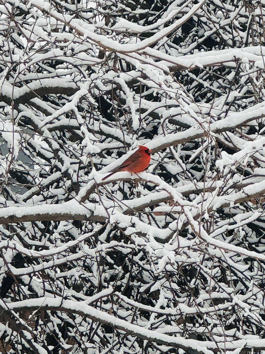 Dzollo_'s tweet photo. My friend this morning
#birds #northerncardinal #queens #flushing #snow #nyc https://t.co/An6qqC7leC