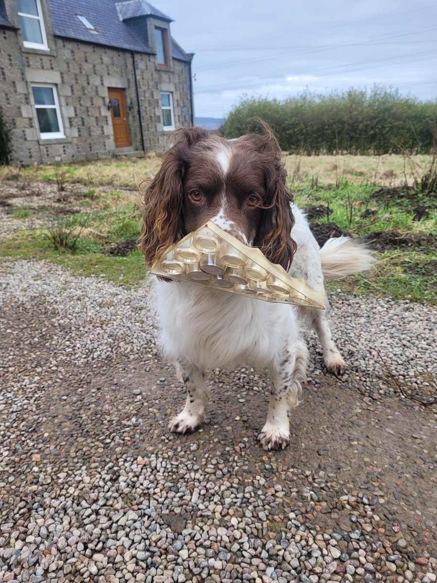 Day 2 of Jail... a little wander, still ready to do his bit for the environment ♻️