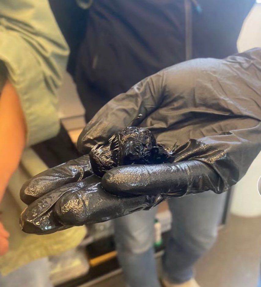 naosalvo's tweet photo. Estou completamente frustrado com esse peixe… decepção total. Espero que não volte aqui nunca mais, otario.desculpe https://t.co/ciBL9GiyAS