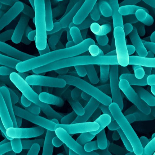 National Biofilms Innovation Centre (NBIC) (@ukbiofilms) on Twitter photo 🌽NBIC are running two workshops in Nottingham on 5 and 6 of March in collaboration with <a href="/TheQuadram/">Quadram Institute</a>'s UK Food Safety Research Network and the #Biofilm Alliance. These sessions are aimed at those working in industry and academia.
Register by 18 Feb 2025➡️tinyurl.com/2pjxy3bz 🌽NBIC are running two workshops in Nottingham on 5 and 6 of March in collaboration with <a href="/TheQuadram/">Quadram Institute</a>'s UK Food Safety Research Network and the #Biofilm Alliance. These sessions are aimed at those working in industry and academia.
Register by 18 Feb 2025➡️tinyurl.com/2pjxy3bz