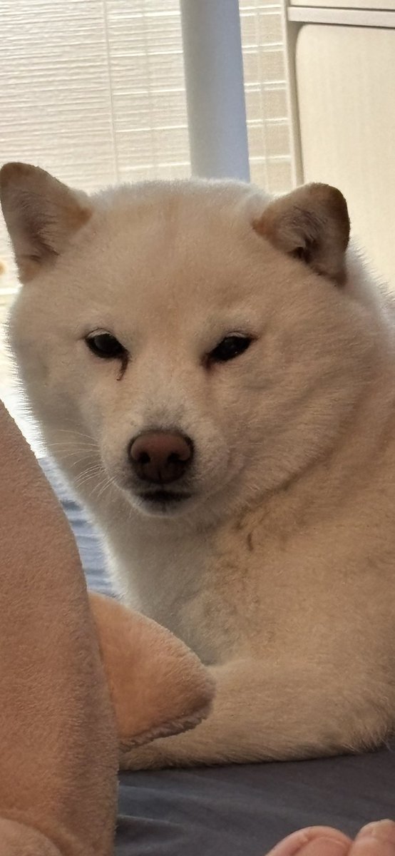 鼻付近にちゅーされて怒みーちゃん