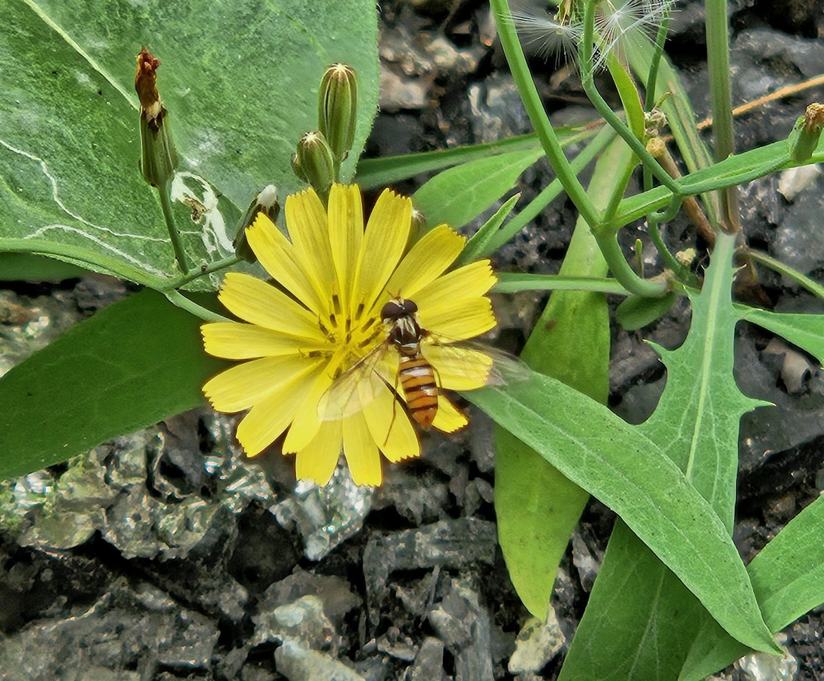 甜蜜的允諾
穿過溪流 越過高山
綻放只為一次無憾的春天
#日常生活 #拾遺有感 #大自然