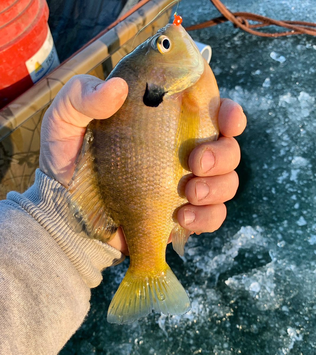 A fist 👊🏼 full of underwater bulldogs! These colorful dudes punch 🥊 above their weight class. 

I hope some sunfish 🐟therapy is in your future!
