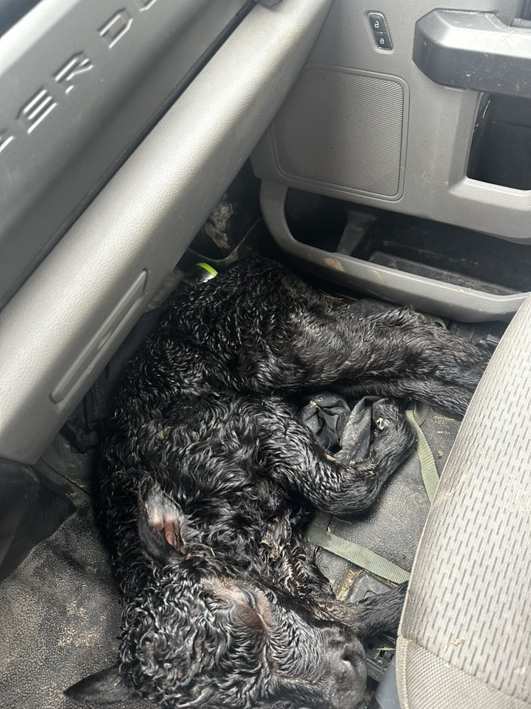 MoYield's tweet image. The floor board of a pickup has saved a many of them!