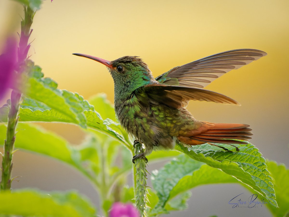 bentos1368's tweet photo. Costa Rica #5 Arenal
On the slopes of the Arenal volcano, these Rufous Tailed Hummingbirds were in and out of the flower beds in the grounds of the hotel where we were staying.
#costaricawildlife #Rainforest #hummingbird #ArenalVolcano #OM1 #tropicalbirds https://t.co/eLXOrJVPcm