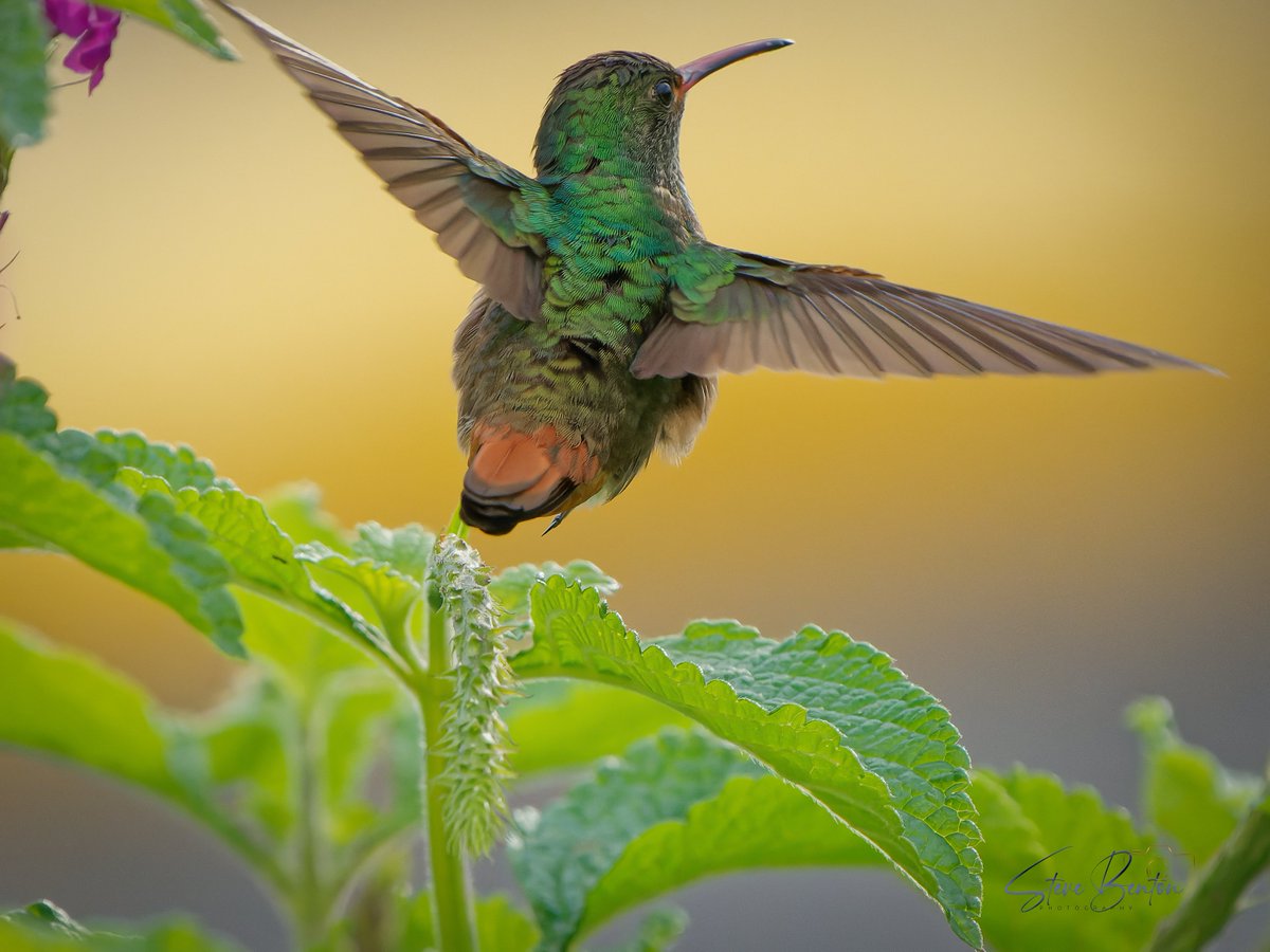 bentos1368's tweet photo. Costa Rica #5 Arenal
On the slopes of the Arenal volcano, these Rufous Tailed Hummingbirds were in and out of the flower beds in the grounds of the hotel where we were staying.
#costaricawildlife #Rainforest #hummingbird #ArenalVolcano #OM1 #tropicalbirds https://t.co/eLXOrJVPcm