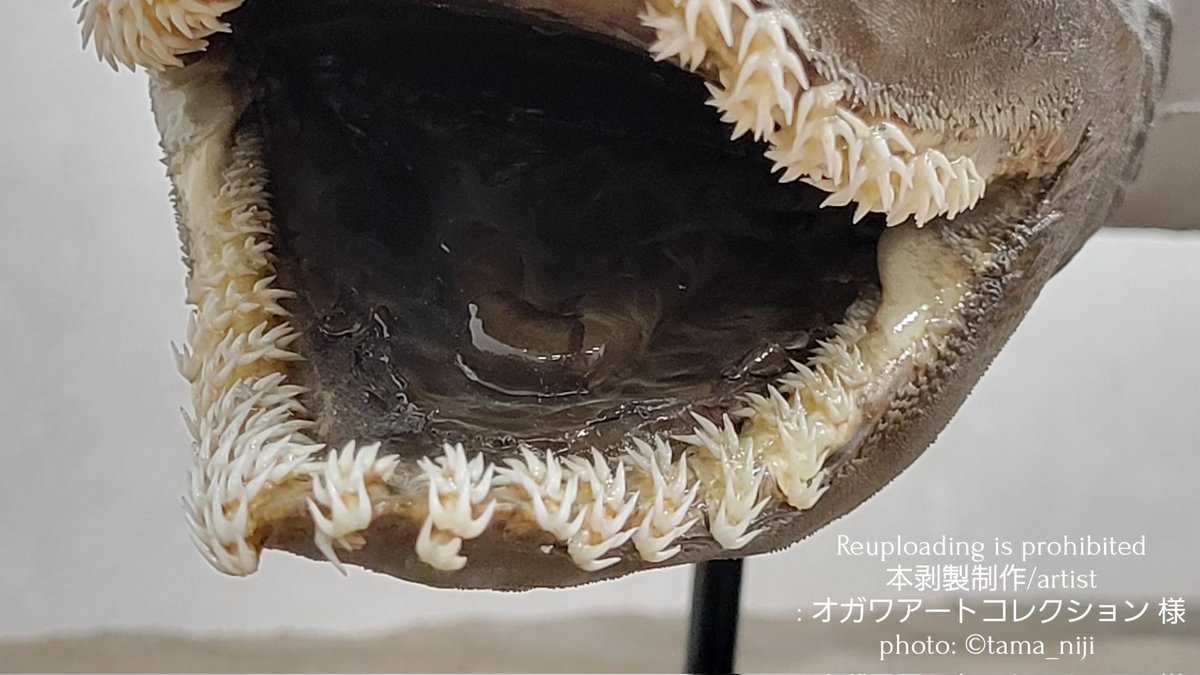 オガワアート(小川貴光)魚類剥製作家、魚人基地、魚魚展 オガワアート(小川貴光)魚類剥製作家、魚人基地、魚魚展