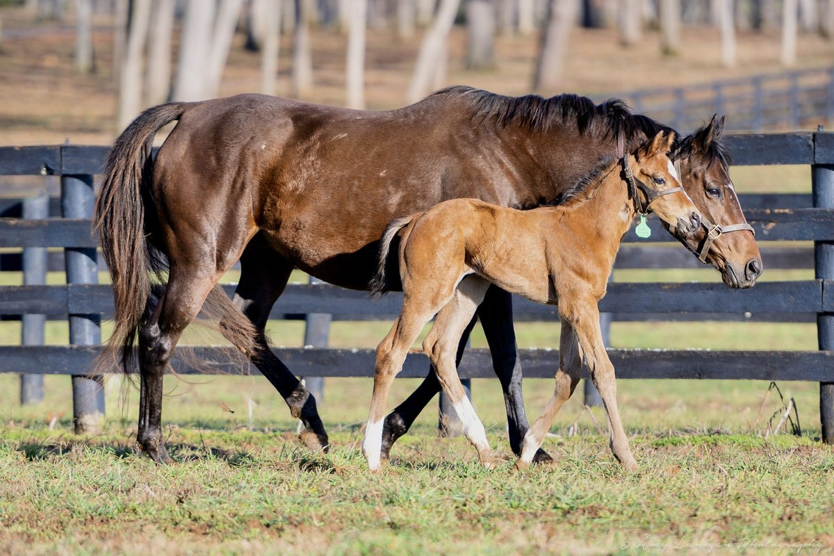Scott C. Heider (@uscgatsby) on Twitter photo Justify son: “Mom, tell me again about winning the Park Hill at Doncaster…. Your father won the Triple Crown, right? So did mine!”
Thanks to everyone at <a href="/HillnDaleFarm/">Hill 'n' Dale Farms</a> for the continued good work and <a href="/amylanigan1/">Amy Lanigan Photos</a>, as always. #justify #americanpharoah <a href="/coolmoreamerica/">Coolmore America</a> Justify son: “Mom, tell me again about winning the Park Hill at Doncaster…. Your father won the Triple Crown, right? So did mine!”
Thanks to everyone at <a href="/HillnDaleFarm/">Hill 'n' Dale Farms</a> for the continued good work and <a href="/amylanigan1/">Amy Lanigan Photos</a>, as always. #justify #americanpharoah <a href="/coolmoreamerica/">Coolmore America</a>