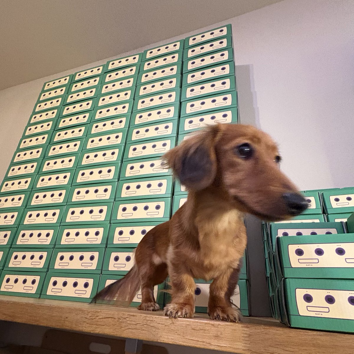 Help, Slippi is taking over our studio!

Our limited-edition SPIF x Slippi packaging has finally arrived, and orders containing hats, keystraps, and coasters will begin going out as soon as possible. (Shirts &amp; jackets still in production).

Thanks for playing!

👹🐸
🙏🏽🙏🏽