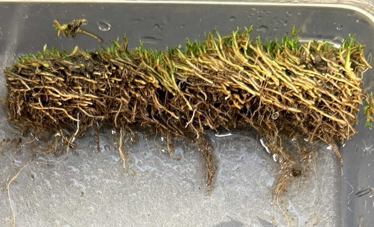 turfbutler's tweet image. Side view of an ultradwarf bermudagrass putting green plug with take-all root rot. Notice the difference in color and density of stolons/rhizomes of the infected side (left) vs. healthy side (right). Perfectly collected sample. 👍