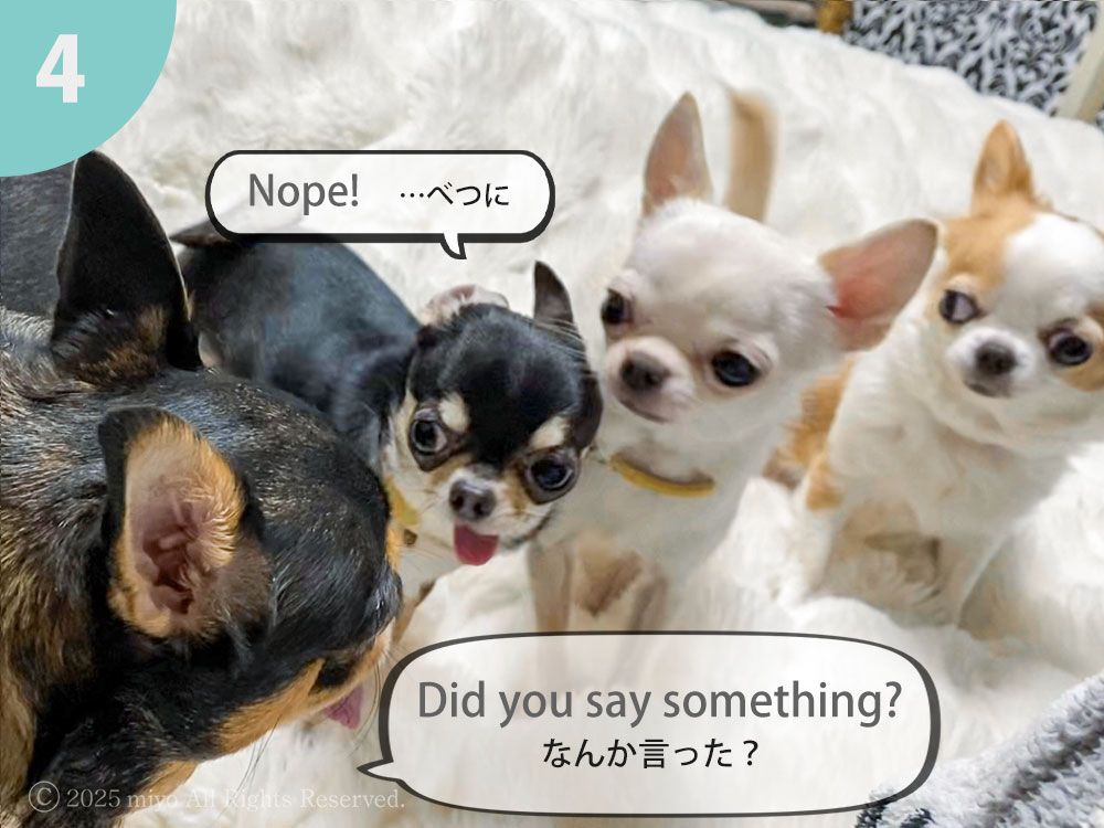 疲れた時に元気をくれるウチのかわいい子ちゃんたち。My adorable babies. It gives me a little boost whenever I’m feeling tired😂