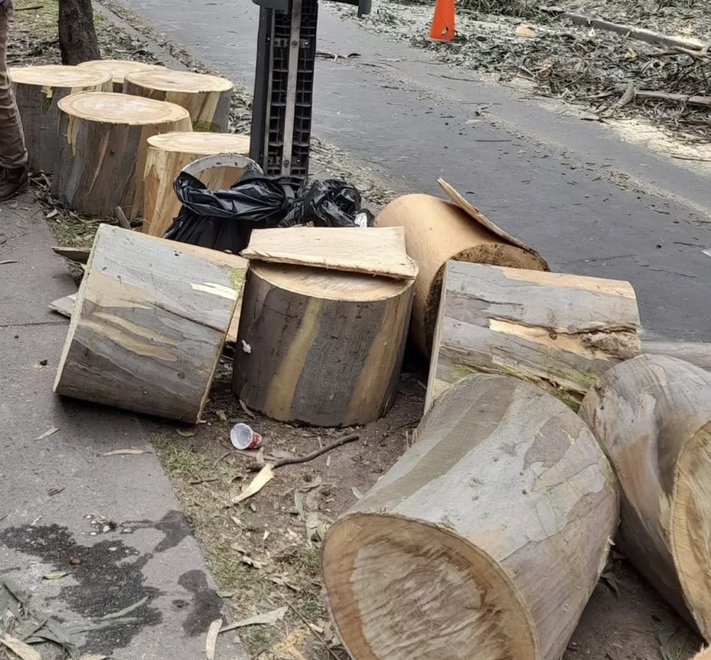 FranciscoporBta's tweet photo. Cada arbol talado en Bogotá, es como quitarle oxígeno a un paciente Epoc.
Nos están robando el aire. https://t.co/cIdiLMna8M