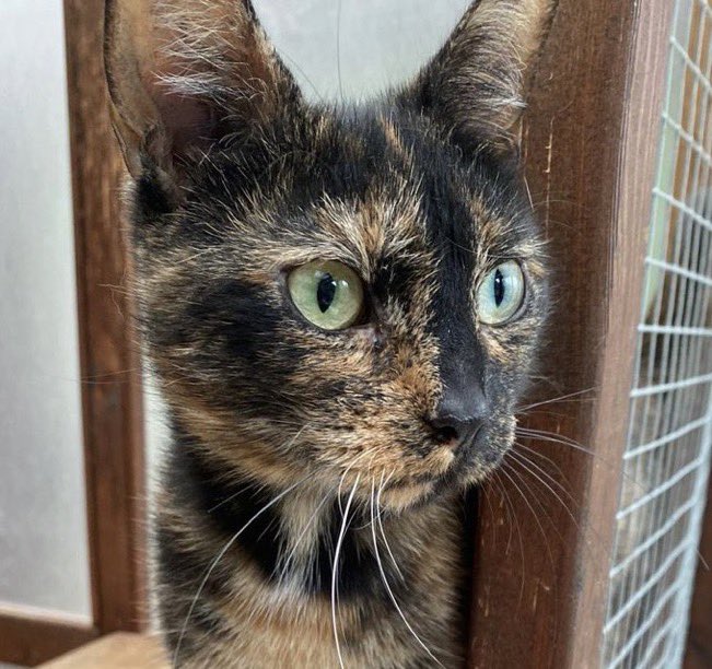 One naughty Tortie’s good, 2 is better! 2 years old Tola &amp; daughter Ruby (6 months) are still looking for a 🏠 together. Tola’s affectionate once she gets to know you &amp; Ruby’s playful &amp; mischievous. Can you offer them a safe 🏠? #AdoptdontShop #Buckinghamshire #WhiskersWednesday
