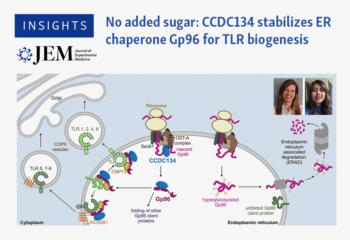 Journal of Experimental Medicine (@jexpmed) on Twitter photo No added sugar: CCDC134 stabilizes ER chaperone Gp96 for TLR biogenesis. Leslie DomĂnguez Cadena and Antje Blumenthal <a href="/Blumenthal_Lab/">Blumenthal Lab</a> discuss new study from <a href="/RebsamenLab/">RebsamenLab</a> (hubs.la/Q035qb5h0) in Insights: hubs.la/Q035qd7p0
<a href="/UQMedicine/">UQ Medicine</a> <a href="/TRI_info/">Translational Research Institute</a> @UQ_news
#FrazerInstUQ No added sugar: CCDC134 stabilizes ER chaperone Gp96 for TLR biogenesis. Leslie DomĂnguez Cadena and Antje Blumenthal <a href="/Blumenthal_Lab/">Blumenthal Lab</a> discuss new study from <a href="/RebsamenLab/">RebsamenLab</a> (hubs.la/Q035qb5h0) in Insights: hubs.la/Q035qd7p0
<a href="/UQMedicine/">UQ Medicine</a> <a href="/TRI_info/">Translational Research Institute</a> @UQ_news
#FrazerInstUQ