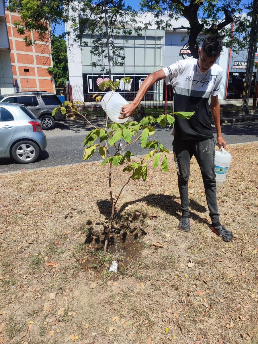 Súmate a la campaña #AdoptaUnArbolitoHoy 🌳Cuídalo y riégalo 💦Camineria de la Av. Las Delicias #Maracay (Foto cortesía) <a href="/sembramostodos/">Sembramos Todos</a> <a href="/QuehayenMaracay/">QueHayEnMaracay</a> <a href="/claudicit/">Claudia CM</a> 👇🏻