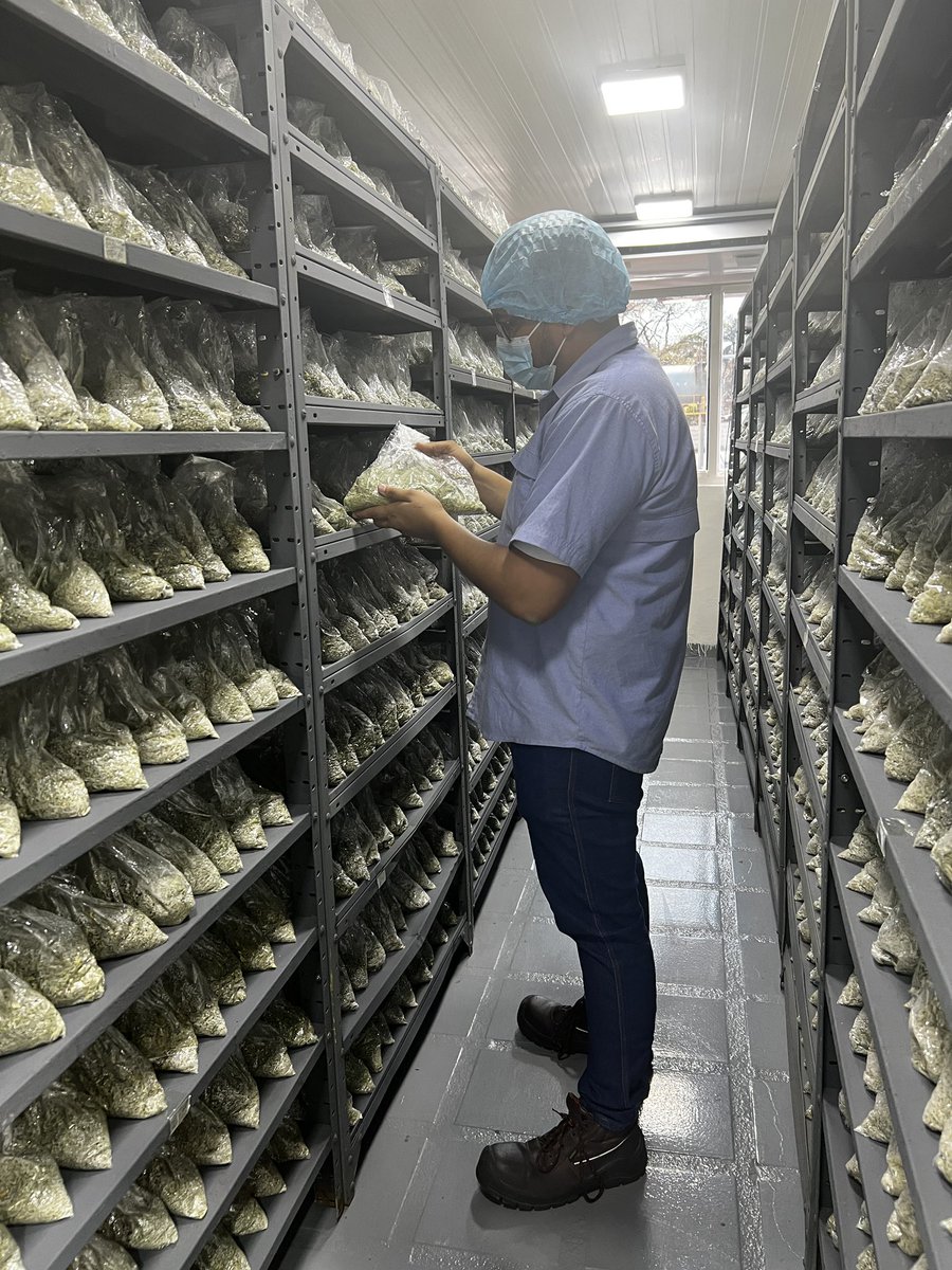 Socaportuguesa's tweet photo. Campaña 2024-2025 🎋
En el laboratorio de #Probioagro nos encontramos trabajando en la producción del insecticida de contacto a base del hongo Metarhizium anisopliae “Cobican” que controla adultos y ninfas de candelilla, un insecto plaga de importancia económica en el cultivo https://t.co/Cras7lQyAz