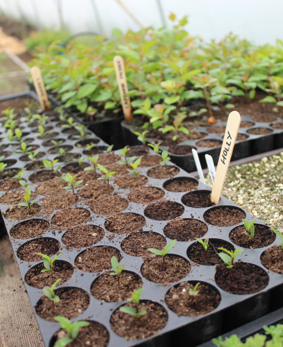 woodsofireland's tweet image. 🔔 REMINDER 🔔

The Forest Technology Scheme for the Forest Tree Nursery Sector closes this FRIDAY FEBRUARY 14th. See more details below.

➡️woodlandsofireland.com/innovative-for…

📷 taken at Home Tree nursery

#treenursery #forestservice #dafm #nativewoodlands #ireland
@agriculture_ie