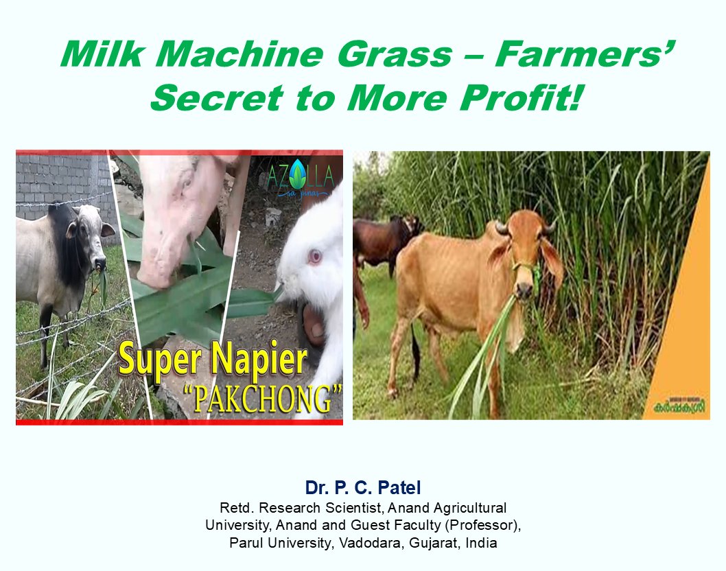 Milk Machine Grass – Farmers’ Secret to More Profit! -Dr P. C. Patel
lnkd.in/duh8jxMB