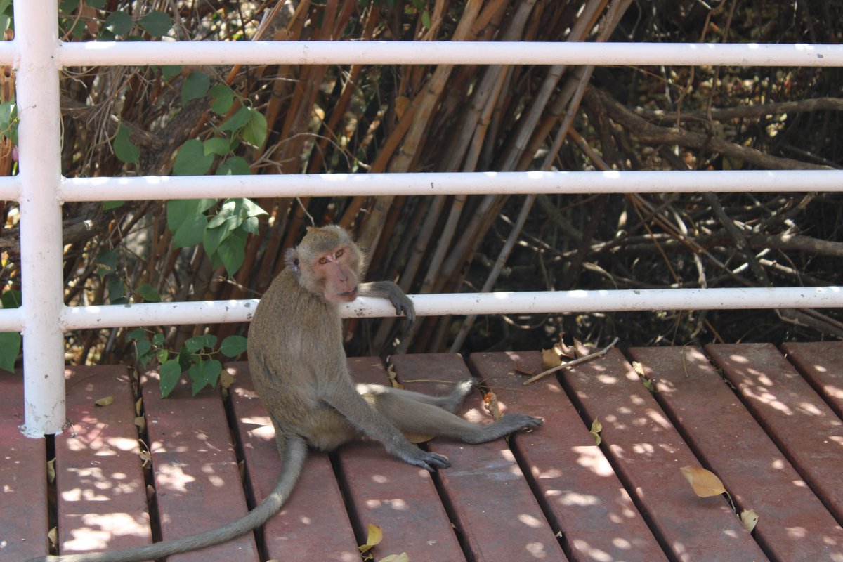 I want be chill like this monkey 🥹
It’s my photo from 🇹🇭 

#photography