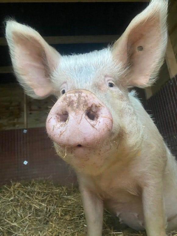 Seeing a special Pigoneer Valentine   
Brings happiness to stay,   
And that is what you do friend,   
You brighten every day!   
Be Annie's Pigoneer Valentine friend, help support her &amp; the other 98 pigs <a href="/BTWsanctuary/">Beneath The Wood Sanctuary Ⓥ 𓃟 Pigoneer</a> for a little as £2.50/$3.48 a month💗 globalvegancrowdfunder.org/pigoneer-2000-…
