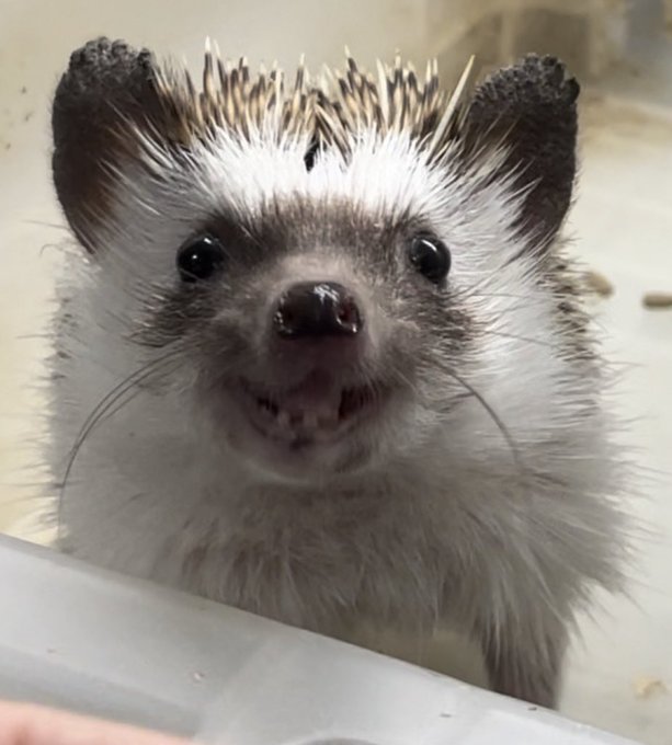 こんな時間に誰も起きてないと思うし毛晒すか 