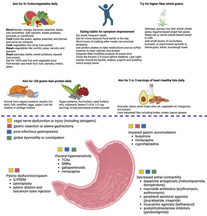 sepdigestiva's tweet photo. Manejo de la gastroparesia 💡

📸:https://t.co/iMTVVtClbG https://t.co/rWV1Xt7ykj