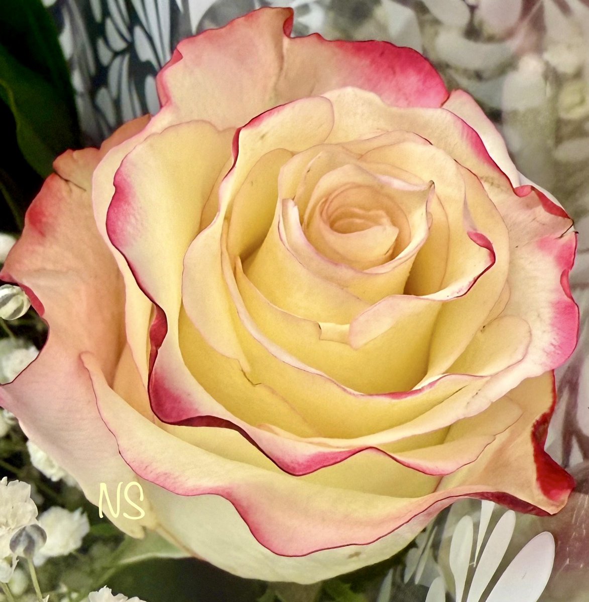 #RoseWednesday 

Love is the softest rose in the soul's garden 🌹

~Matshona Dhliwayo

#ValentinesWeek #Love 
#PeaceAndLove 🕊️