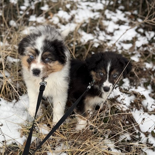 These dawgs, like me, don’t care about JavaScript and NeoVim