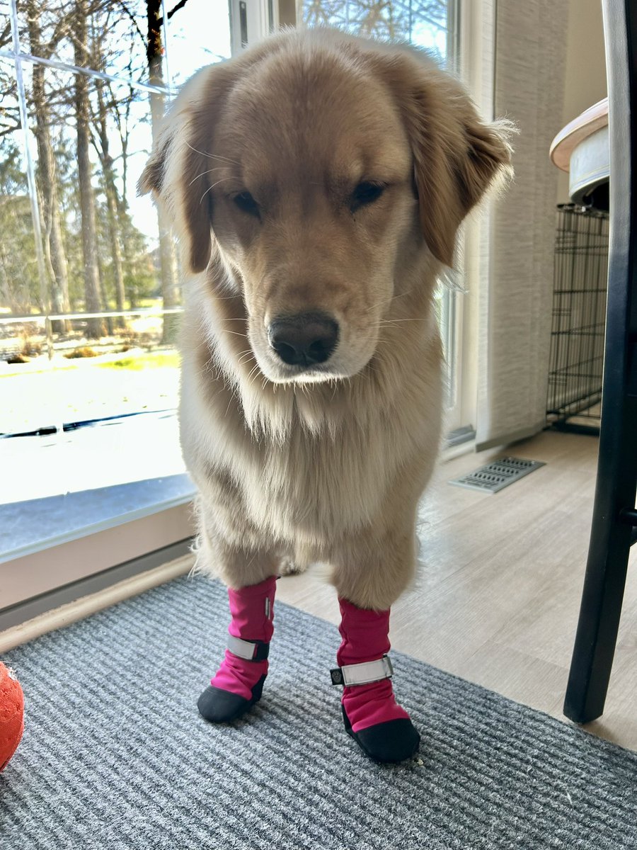 LucyTheGoldy's tweet photo. i despise these boots. make mom stop https://t.co/XxKXPSGs50