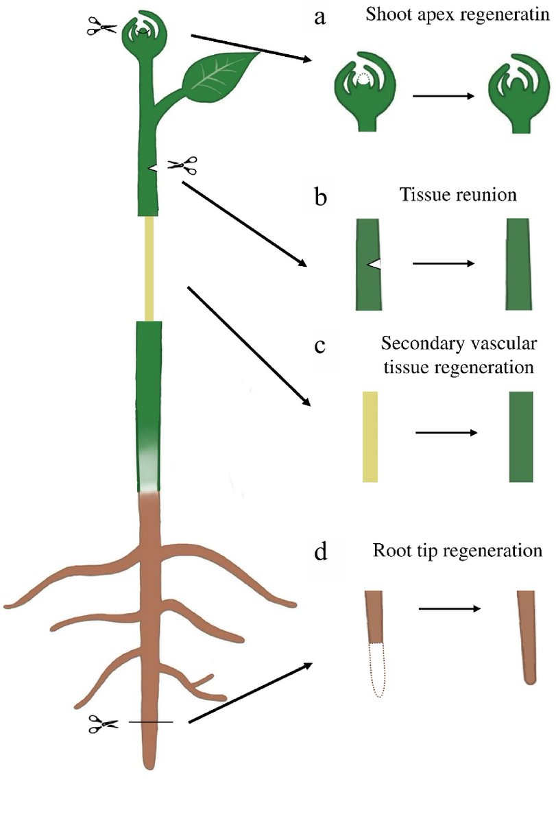 ForestryRes's tweet image. #ForestryRes #signal #dynamicresponse #regeneration
Plants&apos; in situ regeneration: Wound signals trigger cellular reprogramming for tissue repair. 🌱🔬
@MaximumAcademic @RelayJFR @JournalPlant
Details: maxapress.com/article/doi/10…