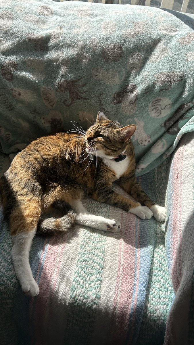 starskys_lady's tweet photo. Such a cute #WhiskersWednesday pic of Jadzia laughing that caught her magnificent whiskers in a sun puddle I took on Monday!

How I love my beautiful happy girl, Jadzia Dax!
#CatsOfTwitter 
#Hedgewatch 
#tabico https://t.co/XCQvsnvXwH