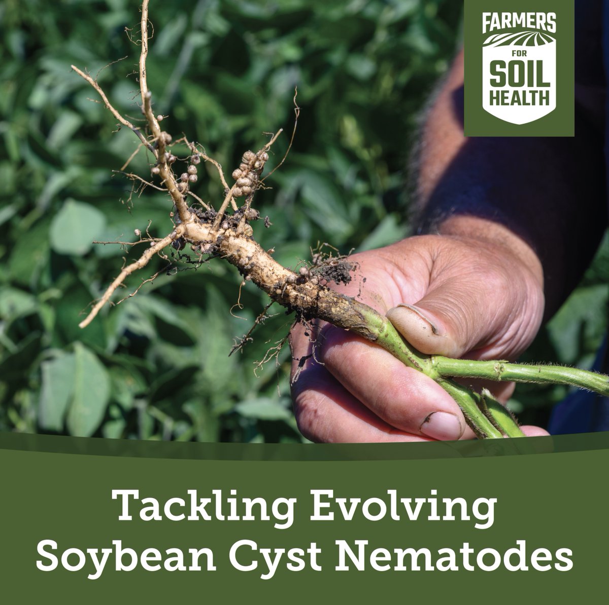 Ohio State researchers are studying how to manage SCN-resistant soybeans as soybean cyst nematodes evolve. Their findings will help farmers develop better, tailored SCN management strategies.

Read more in the article below.
Bit.ly/4asV7Zn