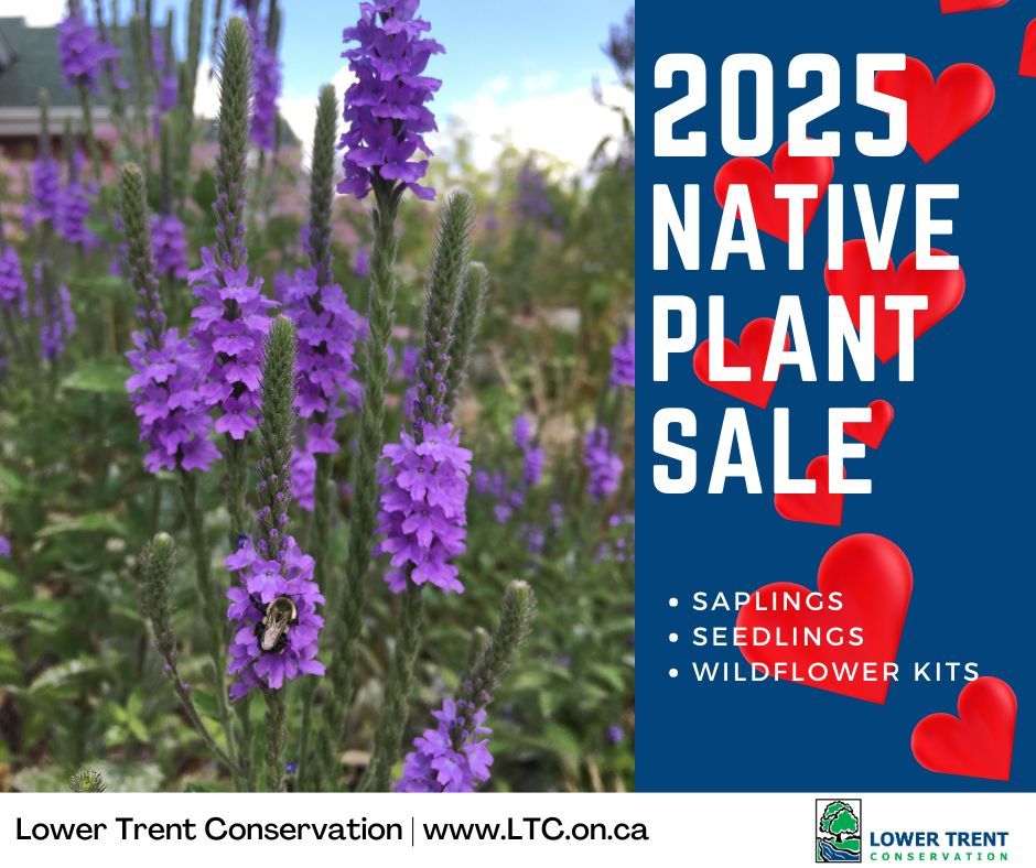 Roses are red, violets are blue, 
For your valentine, here's what to do: 
Native plants are the gift to buy, 
Pollinator plants that reach for the sky.
For what's more romantic than nature's own art,
Plants that come straight from the heart!

Check it out  buff.ly/3PCFZ1V