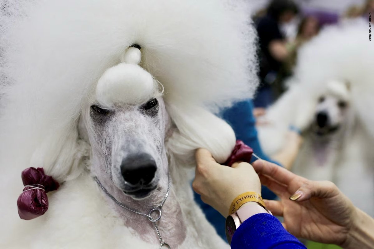 #Dogs 

Just want to say how much I detest dog shows, everything they stand for, and the sort of people who participate in them.

They promote unhealthy breeding and subject dogs to hours of grooming, travel, stress, and cruelty.

Dogs deserve better.