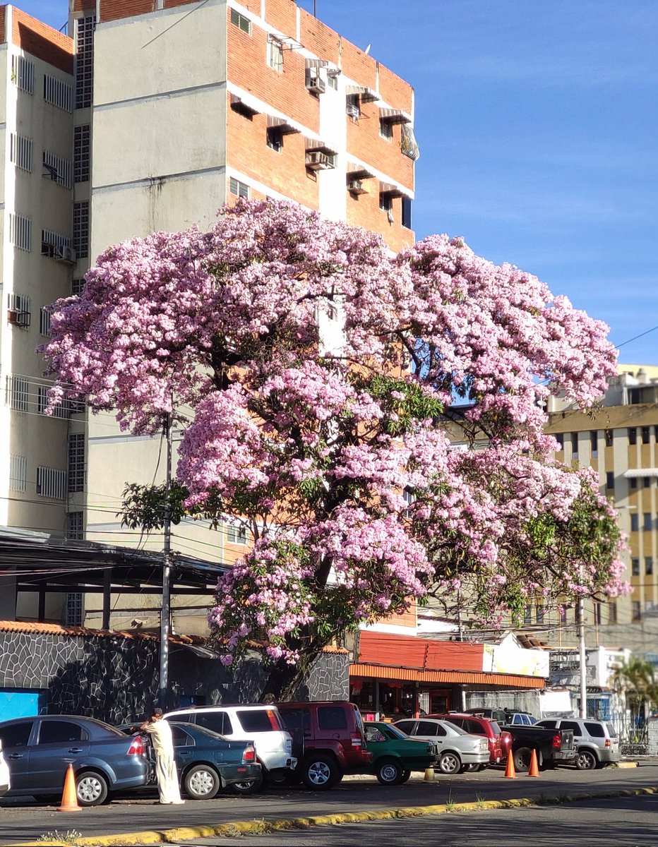 sembramostodos's tweet photo. Florecen los Apamates embelleciendo con todo su rango de colores a la ciudad de #Maracay.
Desde blancos, pasando por rosado, fucsia y morado estos árboles son fuente de alimento de polinizadores y refugio de #biodiversidad.
#Febrero2025 https://t.co/zlDpkybZPS